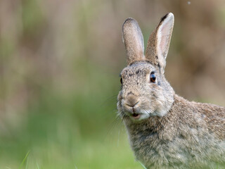 European rabbit, Oryctolagus cuniculus
