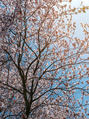 Cherry blossom tree against a clear blue sky on sunny spring day. Vertical orientation