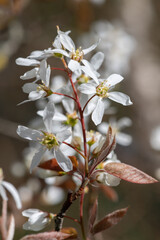 Close up of smooth serviceberry (amelanchier laevis) flowers in bloom