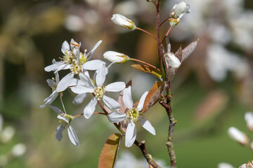 Close up of smooth serviceberry (amelanchier laevis) flowers in bloom