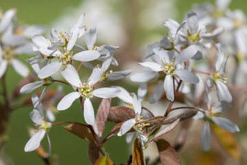 Close up of smooth serviceberry (amelanchier laevis) flowers in bloom