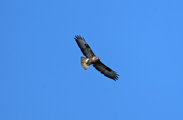 Bussard