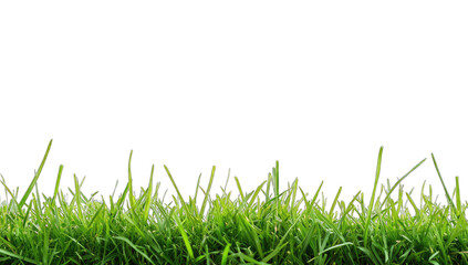 Fototapeta premium a close-up view of lush green grass against a plain white backgr