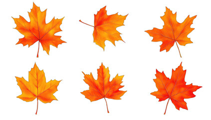 Fototapeta premium six vibrant orange maple leaves arranged in a visually appealing