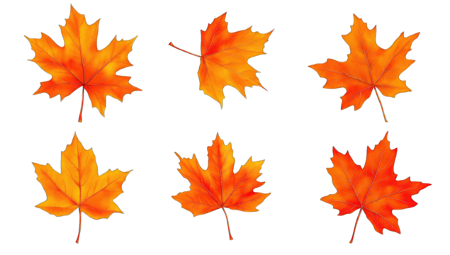 six vibrant orange maple leaves arranged in a visually appealing