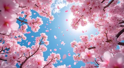 Fototapete Rund Breathtaking view of pink cherry blossoms against bright blue sky, with petals falling gently © DuckyArt9