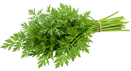 Fresh Carrot Greens Bunch on White Background for Healthy Cooking