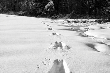 footprints in the snow