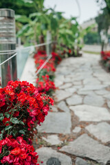 Vibrant red flowers lining a stone pathway in a serene garden setting during the day