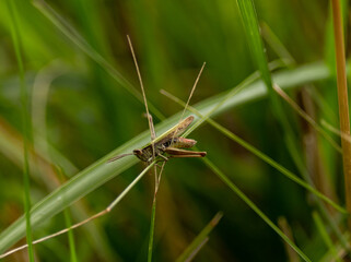 Close-up view of a grasshopper resting on green grass during a sunny day in a natural setting