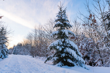 Winter landscape with snow-covered trees and a serene pathway at sunset in a tranquil forest