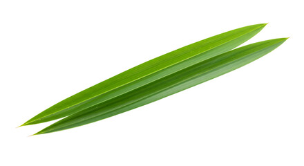 Two Fresh Green Pandan Leaves Isolated on White Background for Cooking