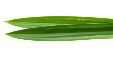 Obraz premium Two Fresh Green Leaves Isolated on White Background in Close-Up View