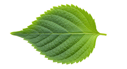 Fototapeta premium Single Green Perilla Leaf Detailed Close-Up on White Background Fresh Herb