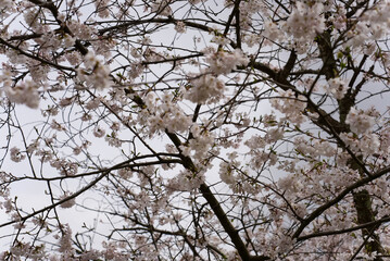 Cherry Blossom Tree in Full Bloom Against Overcast Spring Sky