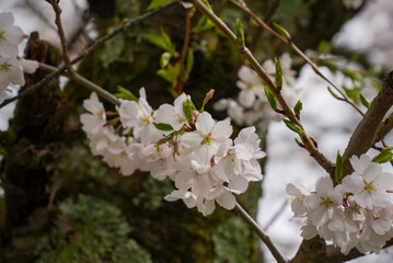 Close-Up of Cherry Blossoms Blooming Against Mossy Tree Bark