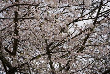 Cherry Blossom Tree in Full Bloom Against Overcast Spring Sky
