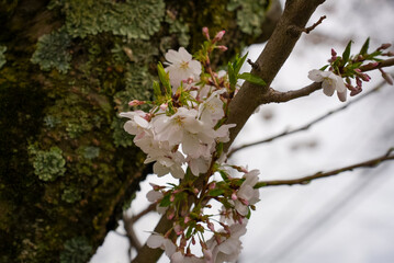 Close-Up of Cherry Blossoms Blooming Against Mossy Tree Bark