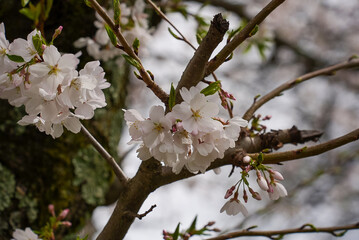 Close-Up of Cherry Blossoms Blooming Against Mossy Tree Bark