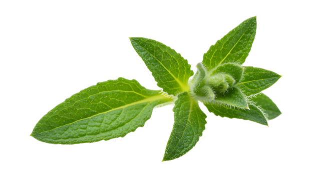 Spearmint sprig on white background close up for culinary herb use