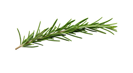 Fototapeta premium Fresh Green Rosemary Sprig Isolated on White Background for Culinary Use