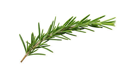 Fototapeta premium Fresh Rosemary Sprig on White Background for Culinary and Herbal Uses