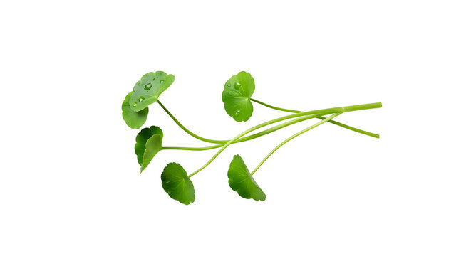 Gotu kola leaves arrangement with water droplets on a white background
