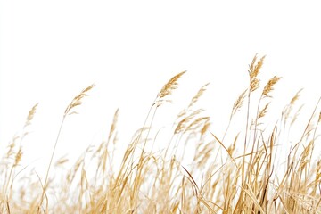 Golden Field Grass Blowing in the Wind Against a White Background