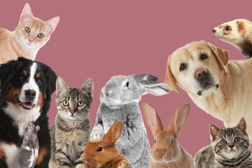 Fototapeta premium Rabbits and other animals looking at camera on dusty pink background