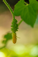 Petit fruit de Cucumis metuliferus kiwano en croissance