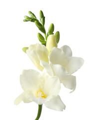 Freesia branch with fragrant flowers on white background