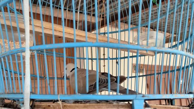 Puter bird in a cage. The bird is white in colour and confined in a blue wooden cage. A wooden perch and a small container of water and feed are visible inside.