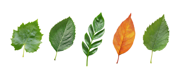 Colorful variety of leaves in png format with transparent background for design
