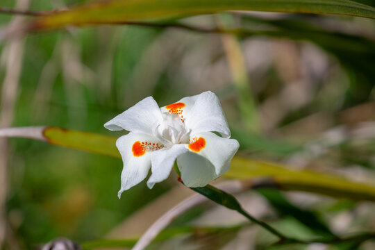 Close-up of a bicolor moreia (Dietes bicolor) flower, with white petals and orange spots. Details of the flower's texture and colors visible. Ideal for projects on botany and exotic flowers.
