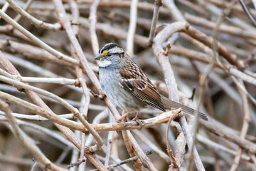 sparrow on a branch