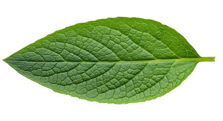 Fototapeta premium Isolated green leaf showing texture on white background for botanical studies