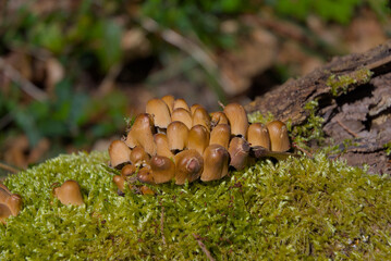 An enchanting forest scene—clusters of brown mushrooms flourish on a moss-covered tree, showcasing earthy textures and vibrant greenery. A natural masterpiece of growth and tranquility.