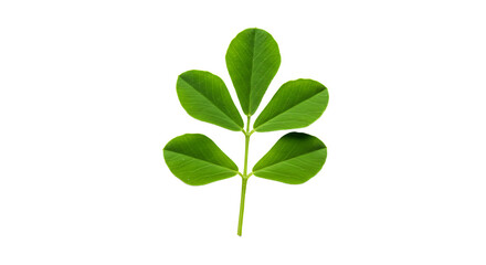 Close-up of a Fresh Green Leaf on White Background Studio Shot