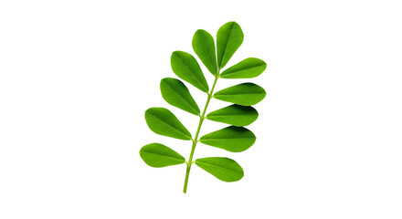 Green Branch with Leaves on White Background for Botanical Concepts