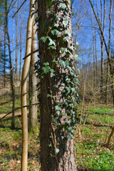Fototapeta premium A vibrant, earthy scene of a tree trunk wrapped with lush green ivy, blending natural elegance with rustic charm—perfect for bringing outdoor serenity into any space.