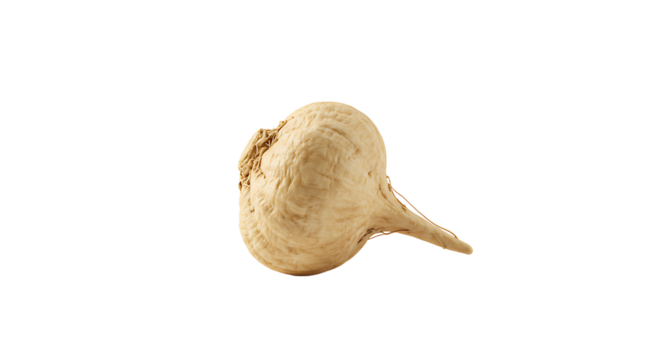 Close up of a Raw Peruvian Maca Root on White Background