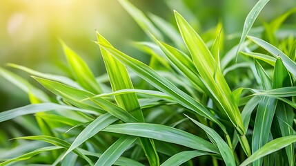 Fototapeta premium Close up of green leaves growing in a natural outdoor environment