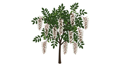 Blooming Acacia Tree Illustration with White Flowers and Green Leaves