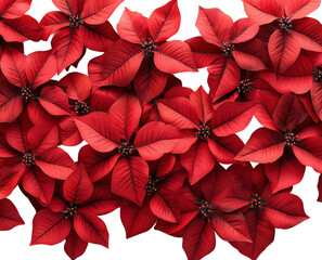 Obraz premium Celebrating red poinsettias nature floral arrangement isolated on transparent background, png
