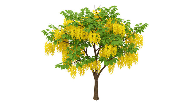 Golden Shower Tree in Bloom with Bright Yellow Flowers Isolated