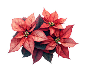 Poinsettia flower arrangement botanical holiday theme isolated on transparent background, png