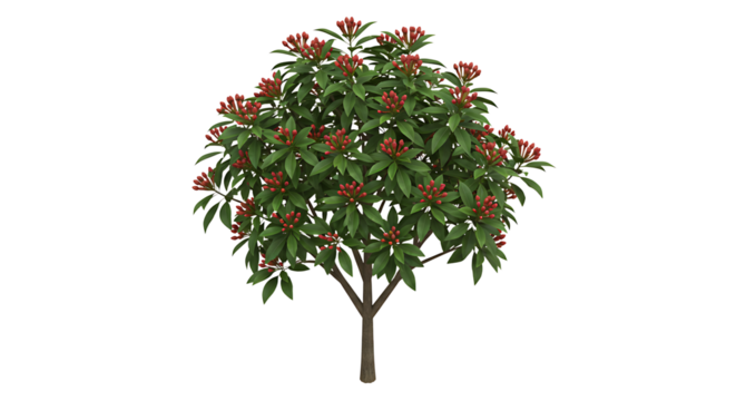 Small Tree with Red Buds and Green Leaves on White Background