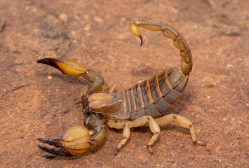 A beautiful shiny burrowing scorpion (Opistophthalmus glabrifrons) in the wild, in Gauteng Province, South Africa
