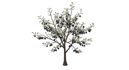 Obraz premium Isolated Olive Tree with Ripe Olives and Green Leaves on White