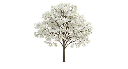 Obraz premium Blooming Tree with White Flowers Isolated on White Background
